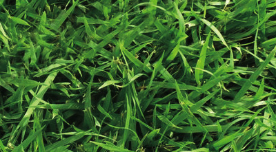 zoysia-jamur-grass